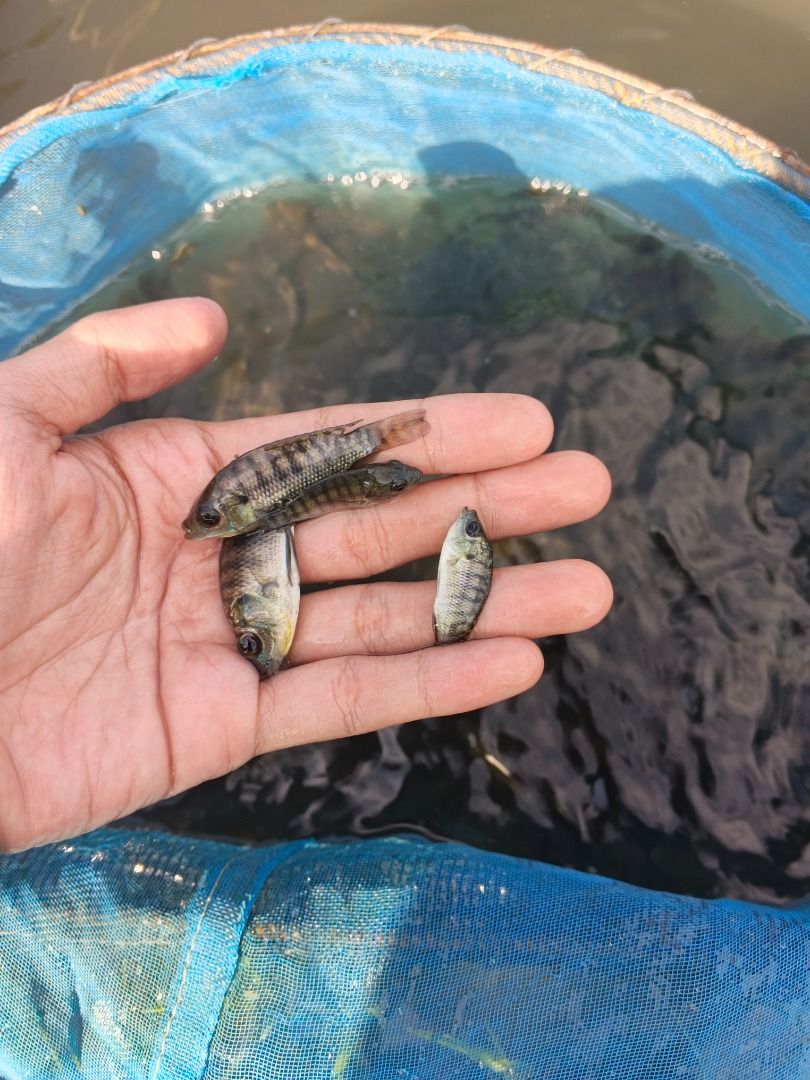 Available black tilapia fingerlings (Category: Health & Grooming) located in Bay. Submitted by fingerlings (Listing ID 1467348232, Image 1). Description: Available fingerlings ma'am/sir Cash on delivery per pcs po tayoo.