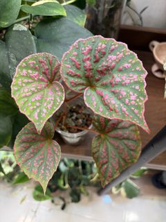 (Category: ) located in . Submitted by jubilantplants (Listing ID 1460129862, Image 1). Description: .