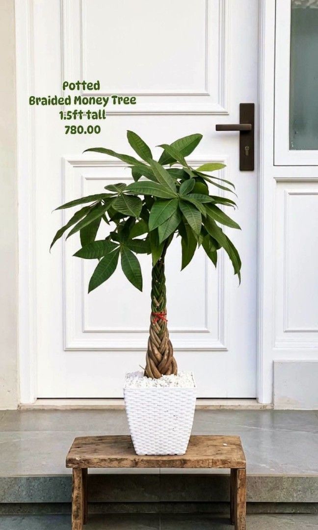Braided Money Tree (Category: Plants & Seeds) located in Paranaque City. Submitted by mherz_ariel (Listing ID 1467179502, Image 1). Description: .