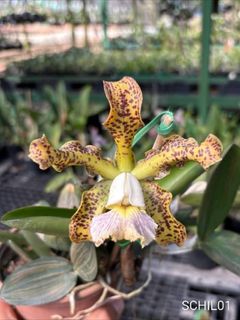 Cattleya Alliance  Collection item 1