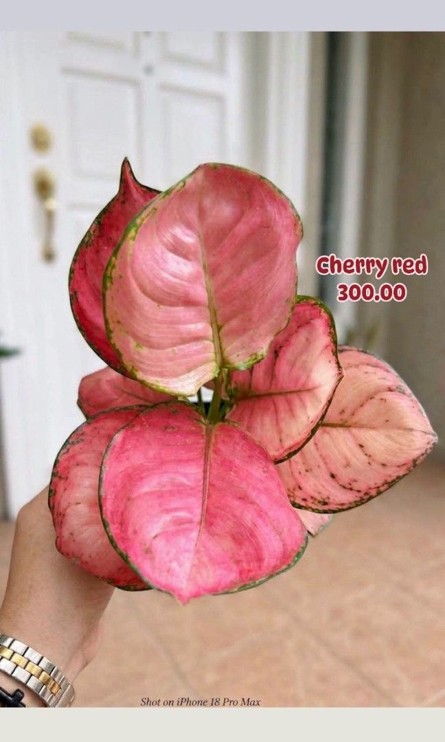 Cherry Red Aglao (Category: Plants & Seeds) located in Paranaque City. Submitted by mherz_ariel (Listing ID 1467179928, Image 1). Description: .