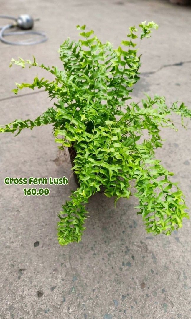 Cross Fern (Category: Plants & Seeds) located in Paranaque City. Submitted by mherz_ariel (Listing ID 1467179659, Image 1). Description: .