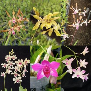 Other Orchid species and hybrids Collection item 1