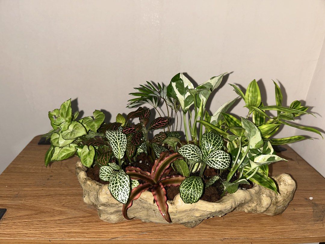 Dish Garden (real plants) (Category: Artificial Plants & Flowers) located in Makati City. Submitted by renansm (Listing ID 1467195556, Image 1). Description: Dish Garden with Grow Light included. Real plants. Good as gift or a design to your home..