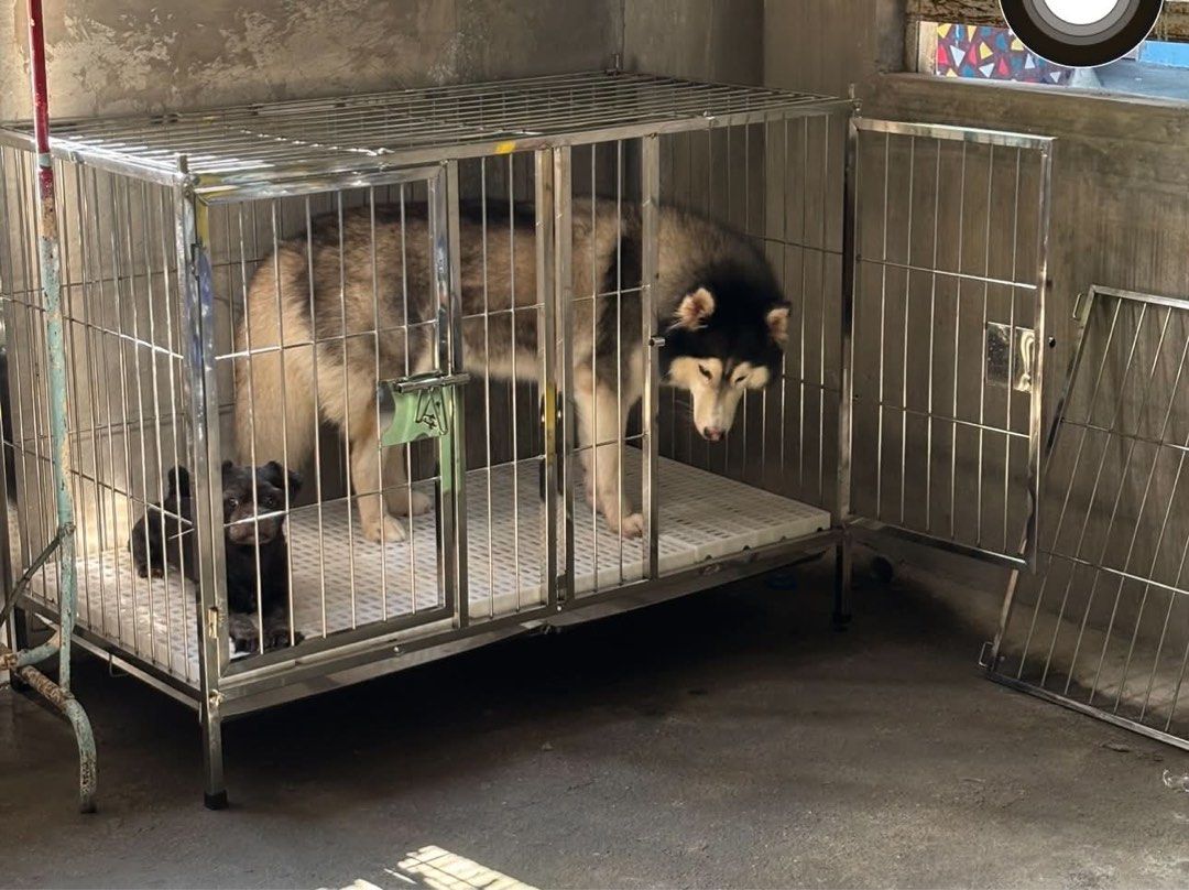 DOG CAGE (Category: Looking For) located in Butuan. Submitted by docib (Listing ID 1467179008, Image 2). Description: 🐶 FOR SALE: Stainless Steel Dog Cage Selling my Stainless Steel Dog Cage — sturdy, practical, and spacious for your furry companions! ✨ Features: * Durable stainless steel construction * Flip-open top for easy access * Framed door for added convenience * Plastic matting for comfort * Removable poop tray for easy cleaning * Rubber