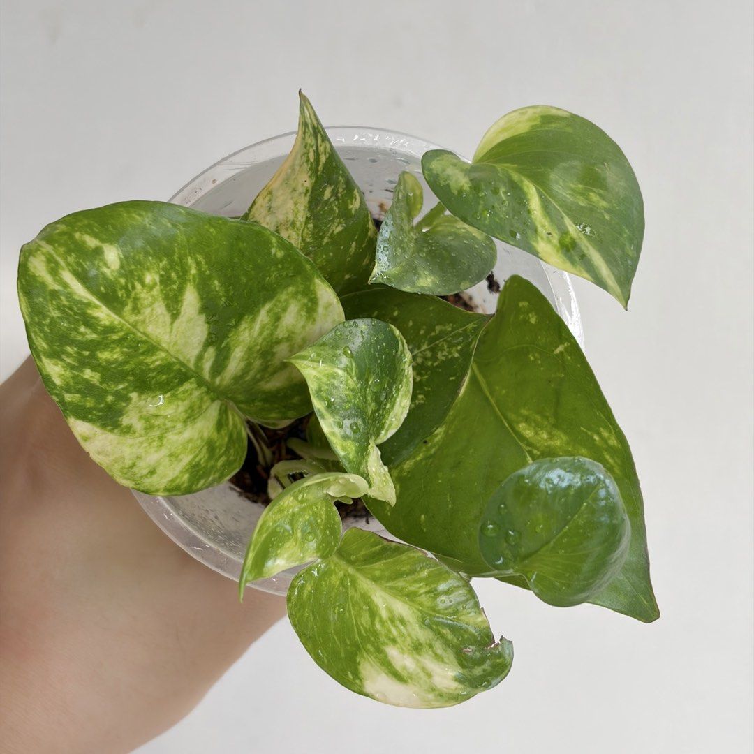 Golden Pothos - F (Category: Plants & Seeds) located in Makati City. Submitted by eggcloud (Listing ID 1467192439, Image 2). Description: 🌱 pls read before chat: - fixed price, but discount might be given if buying more from my shop - pic taken Oct 11 2026 - my own propagation, rooted and established in repurposed cup with holes - pls scroll uploaded pics showing all sides and possible angles - has good quality substrate: soil-less potting mix f