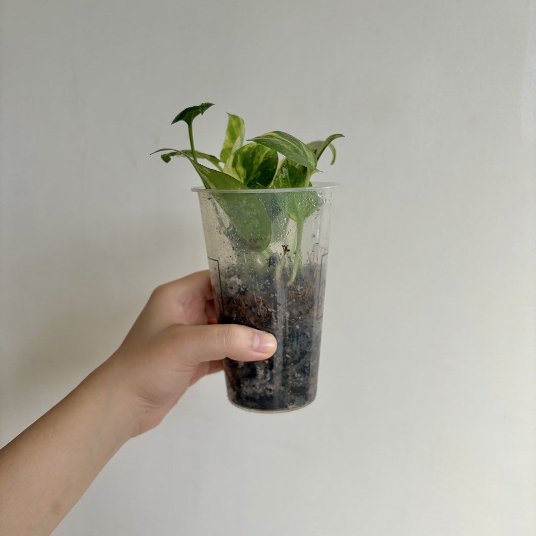 Golden Pothos - F (Category: Plants & Seeds) located in Makati City. Submitted by eggcloud (Listing ID 1467192439, Image 3). Description: 🌱 pls read before chat: - fixed price, but discount might be given if buying more from my shop - pic taken Oct 11 2026 - my own propagation, rooted and established in repurposed cup with holes - pls scroll uploaded pics showing all sides and possible angles - has good quality substrate: soil-less potting mix f
