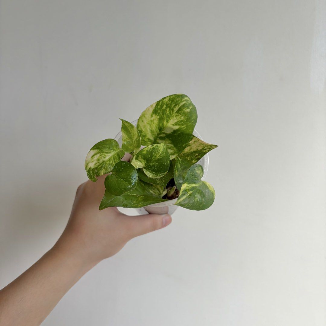 Golden Pothos - F (Category: Plants & Seeds) located in Makati City. Submitted by eggcloud (Listing ID 1467192439, Image 1). Description: 🌱 pls read before chat: - fixed price, but discount might be given if buying more from my shop - pic taken Oct 11 2026 - my own propagation, rooted and established in repurposed cup with holes - pls scroll uploaded pics showing all sides and possible angles - has good quality substrate: soil-less potting mix f