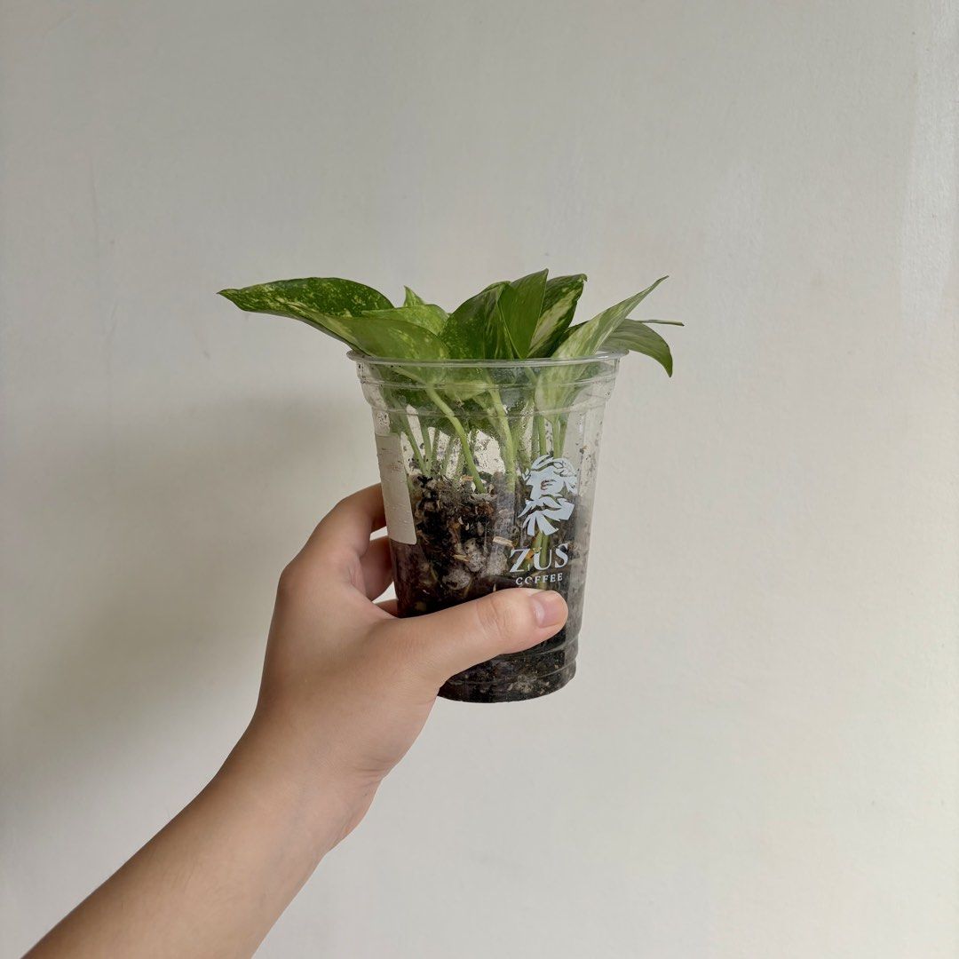 Golden Pothos - G (Category: Plants & Seeds) located in Makati City. Submitted by eggcloud (Listing ID 1467192745, Image 3). Description: 🌱 pls read before chat: - fixed price, but discount might be given if buying more from my shop - pic taken Oct 11 2026 - my own propagation, rooted and established in repurposed cup with holes - pls scroll uploaded pics showing all sides and possible angles - has good quality substrate: soil-less potting mix f