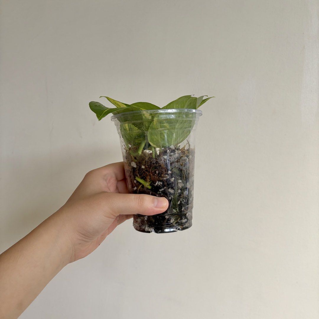 Golden Pothos - H (Category: Plants & Seeds) located in Makati City. Submitted by eggcloud (Listing ID 1467193069, Image 3). Description: 🌱 pls read before chat: - fixed price, but discount might be given if buying more from my shop - pic taken Oct 11 2026 - my own propagation, rooted and established in repurposed cup with holes - pls scroll uploaded pics showing all sides and possible angles - has good quality substrate: soil-less potting mix f