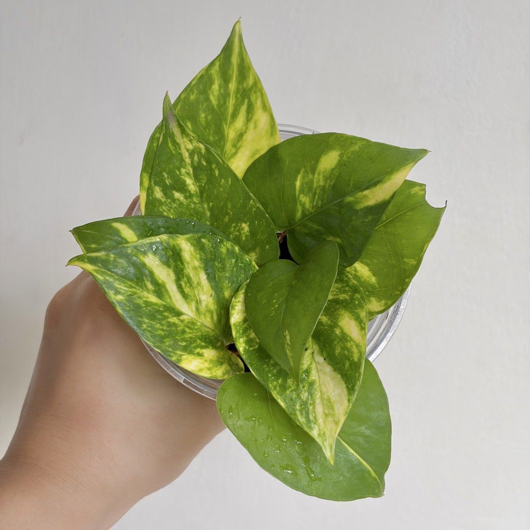 Golden Pothos - H (Category: Plants & Seeds) located in Makati City. Submitted by eggcloud (Listing ID 1467193069, Image 2). Description: 🌱 pls read before chat: - fixed price, but discount might be given if buying more from my shop - pic taken Oct 11 2026 - my own propagation, rooted and established in repurposed cup with holes - pls scroll uploaded pics showing all sides and possible angles - has good quality substrate: soil-less potting mix f