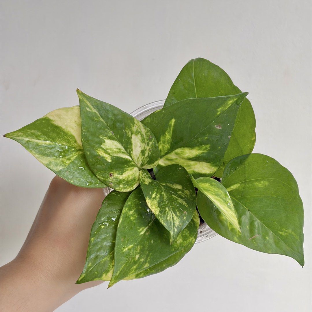 Golden Pothos - I (Category: Plants & Seeds) located in Makati City. Submitted by eggcloud (Listing ID 1467193540, Image 2). Description: 🌱 pls read before chat: - fixed price, but discount might be given if buying more from my shop - pic taken Oct 11 2026 - my own propagation, rooted and established in repurposed cup with holes - pls scroll uploaded pics showing all sides and possible angles - has good quality substrate: soil-less potting mix f