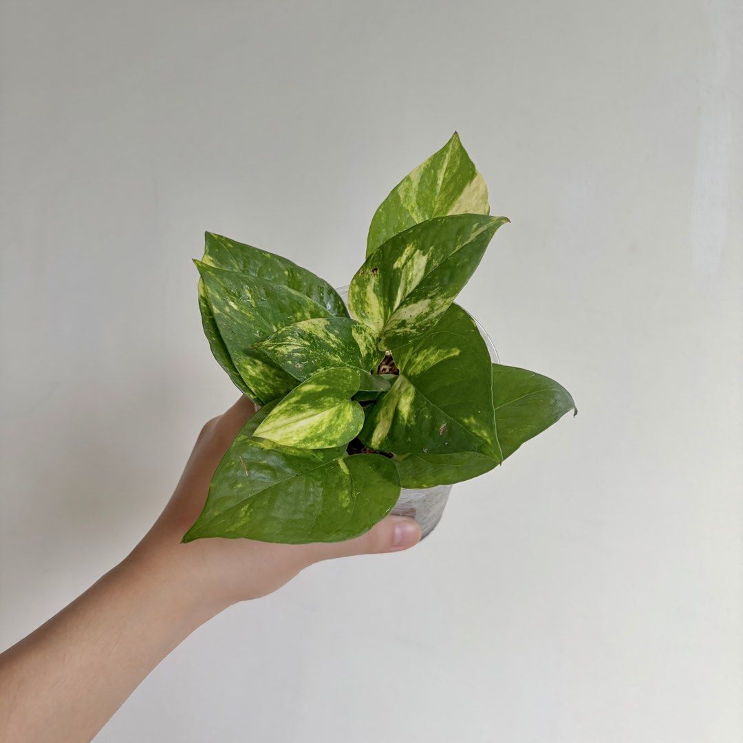Golden Pothos - I (Category: Plants & Seeds) located in Makati City. Submitted by eggcloud (Listing ID 1467193540, Image 1). Description: 🌱 pls read before chat: - fixed price, but discount might be given if buying more from my shop - pic taken Oct 11 2026 - my own propagation, rooted and established in repurposed cup with holes - pls scroll uploaded pics showing all sides and possible angles - has good quality substrate: soil-less potting mix f