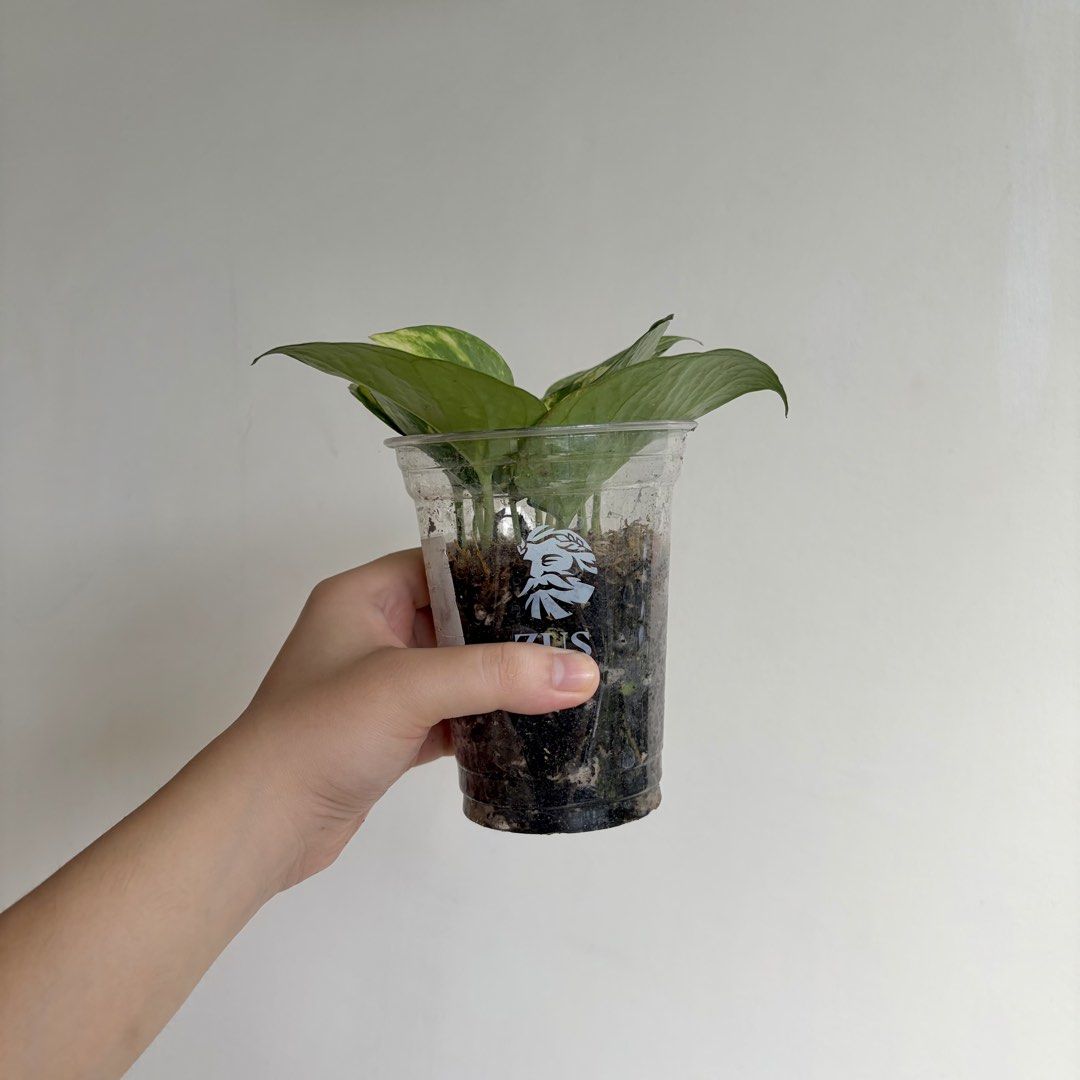 Golden Pothos - I (Category: Plants & Seeds) located in Makati City. Submitted by eggcloud (Listing ID 1467193540, Image 3). Description: 🌱 pls read before chat: - fixed price, but discount might be given if buying more from my shop - pic taken Oct 11 2026 - my own propagation, rooted and established in repurposed cup with holes - pls scroll uploaded pics showing all sides and possible angles - has good quality substrate: soil-less potting mix f