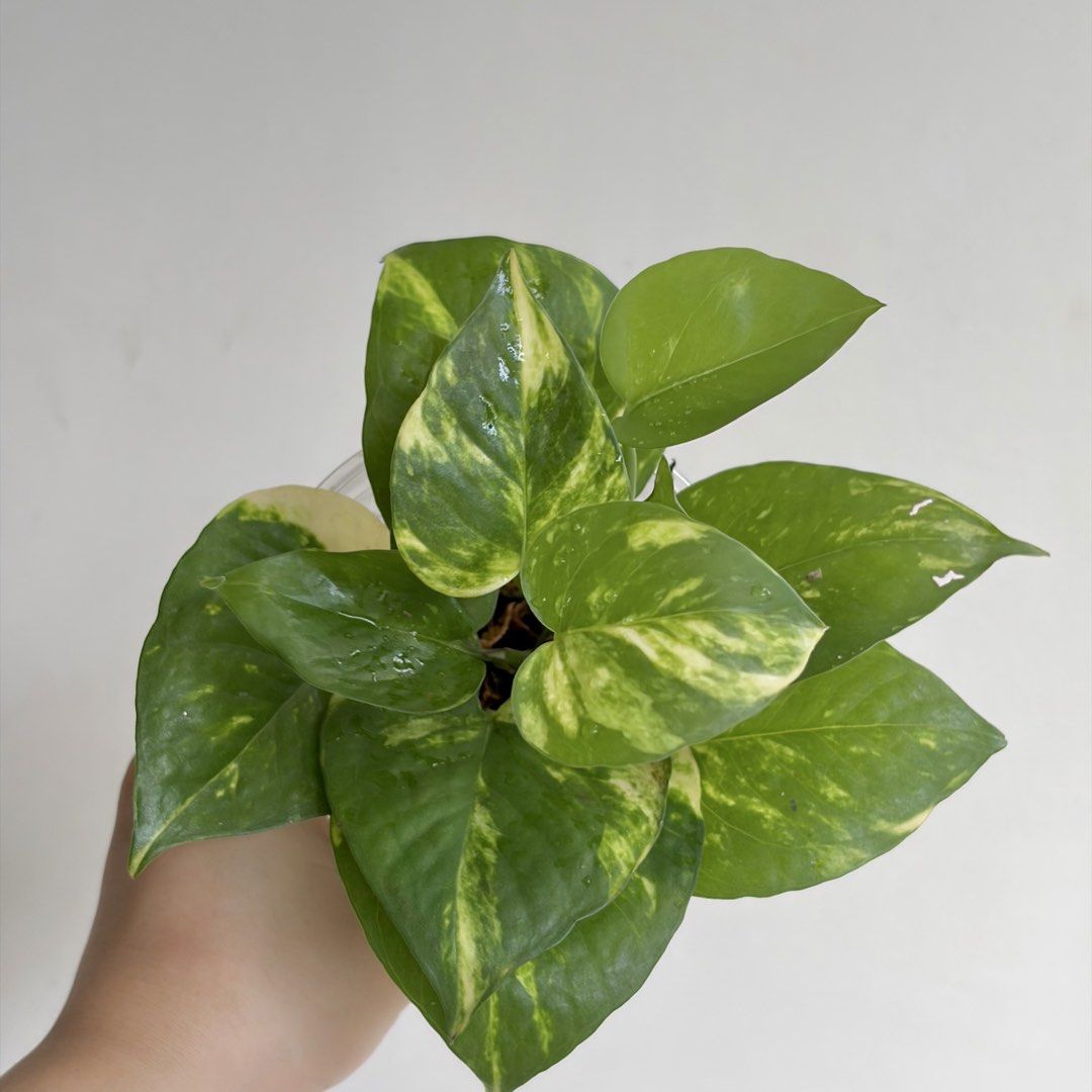 Golden Pothos - J (Category: Plants & Seeds) located in Makati City. Submitted by eggcloud (Listing ID 1467193772, Image 2). Description: 🌱 pls read before chat: - fixed price, but discount might be given if buying more from my shop - pic taken Oct 11 2026 - my own propagation, rooted and established in repurposed cup with holes - pls scroll uploaded pics showing all sides and possible angles - has good quality substrate: soil-less potting mix f