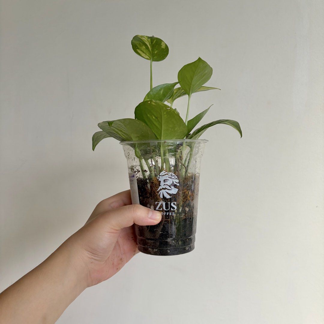Golden Pothos - J (Category: Plants & Seeds) located in Makati City. Submitted by eggcloud (Listing ID 1467193772, Image 3). Description: 🌱 pls read before chat: - fixed price, but discount might be given if buying more from my shop - pic taken Oct 11 2026 - my own propagation, rooted and established in repurposed cup with holes - pls scroll uploaded pics showing all sides and possible angles - has good quality substrate: soil-less potting mix f