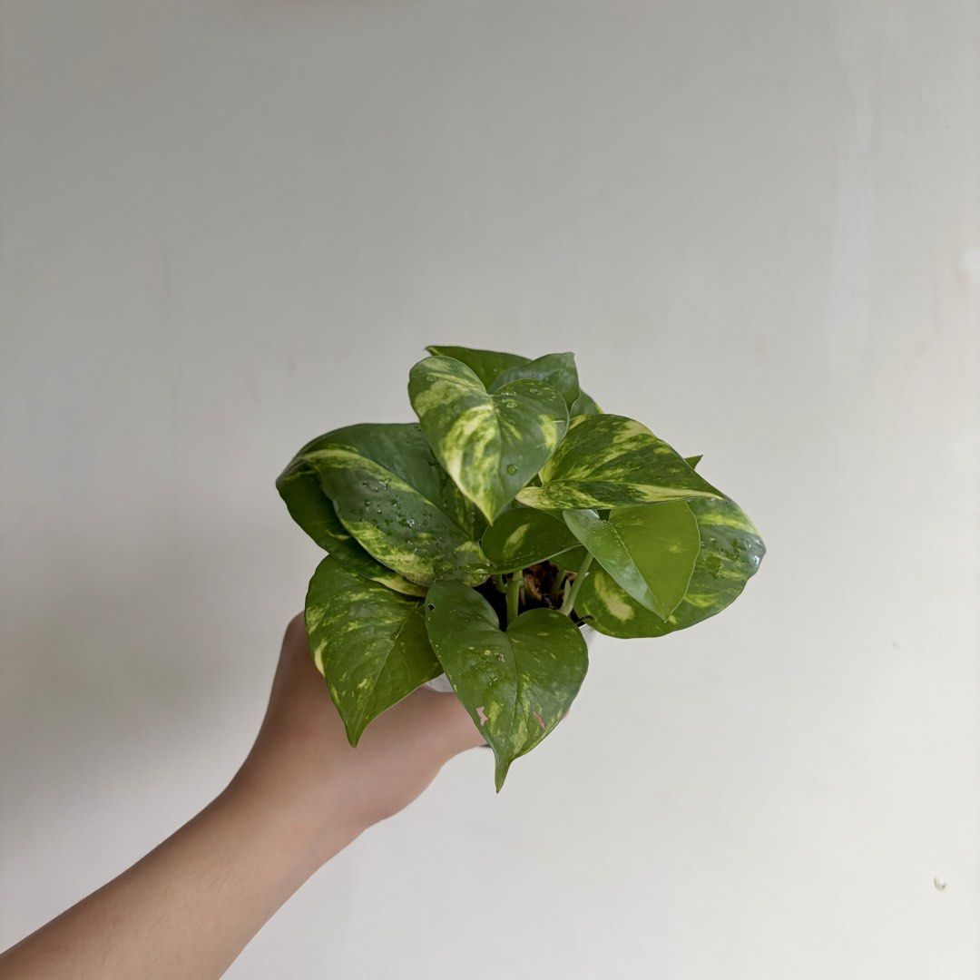 Golden Pothos - J (Category: Plants & Seeds) located in Makati City. Submitted by eggcloud (Listing ID 1467193772, Image 1). Description: 🌱 pls read before chat: - fixed price, but discount might be given if buying more from my shop - pic taken Oct 11 2026 - my own propagation, rooted and established in repurposed cup with holes - pls scroll uploaded pics showing all sides and possible angles - has good quality substrate: soil-less potting mix f