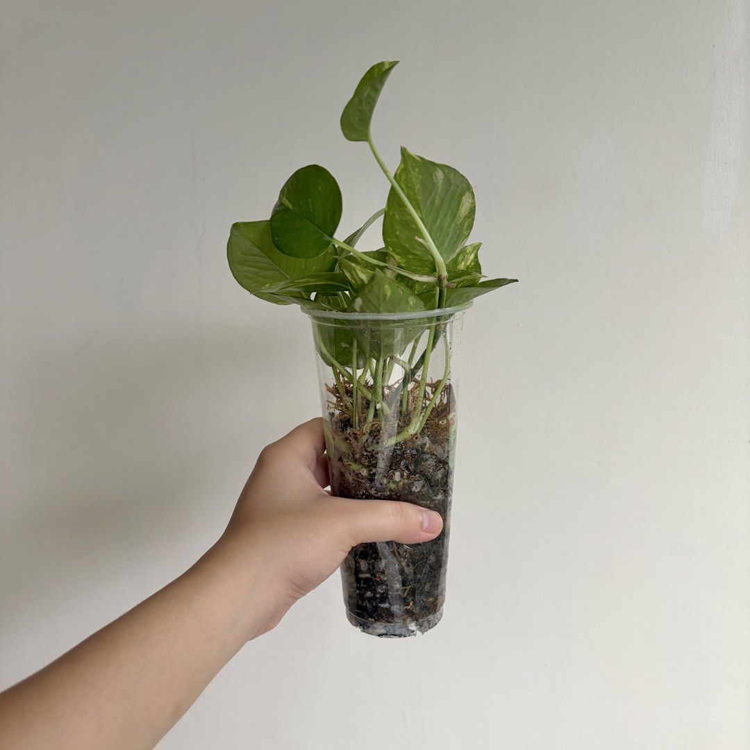 Golden Pothos - K (Category: Plants & Seeds) located in Makati City. Submitted by eggcloud (Listing ID 1467194318, Image 3). Description: 🌱 pls read before chat: - fixed price, but discount might be given if buying more from my shop - pic taken Oct 11 2026 - my own propagation, rooted and established in repurposed cup with holes - pls scroll uploaded pics showing all sides and possible angles - has good quality substrate: soil-less potting mix f