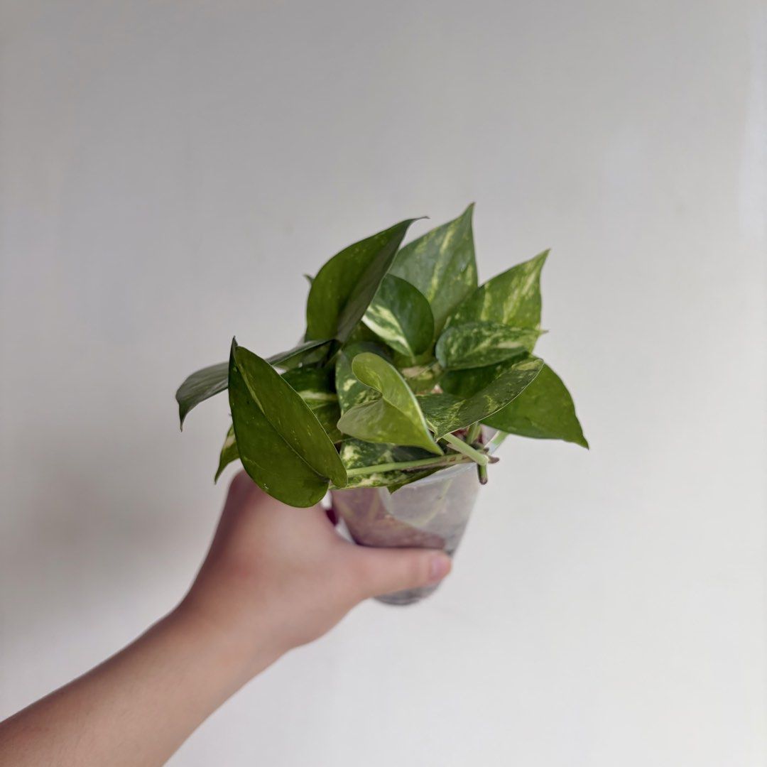 Golden Pothos - K (Category: Plants & Seeds) located in Makati City. Submitted by eggcloud (Listing ID 1467194318, Image 1). Description: 🌱 pls read before chat: - fixed price, but discount might be given if buying more from my shop - pic taken Oct 11 2026 - my own propagation, rooted and established in repurposed cup with holes - pls scroll uploaded pics showing all sides and possible angles - has good quality substrate: soil-less potting mix f