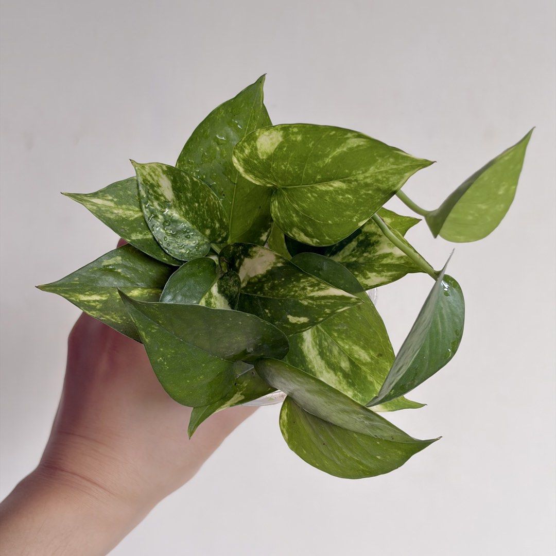 Golden Pothos - K (Category: Plants & Seeds) located in Makati City. Submitted by eggcloud (Listing ID 1467194318, Image 2). Description: 🌱 pls read before chat: - fixed price, but discount might be given if buying more from my shop - pic taken Oct 11 2026 - my own propagation, rooted and established in repurposed cup with holes - pls scroll uploaded pics showing all sides and possible angles - has good quality substrate: soil-less potting mix f