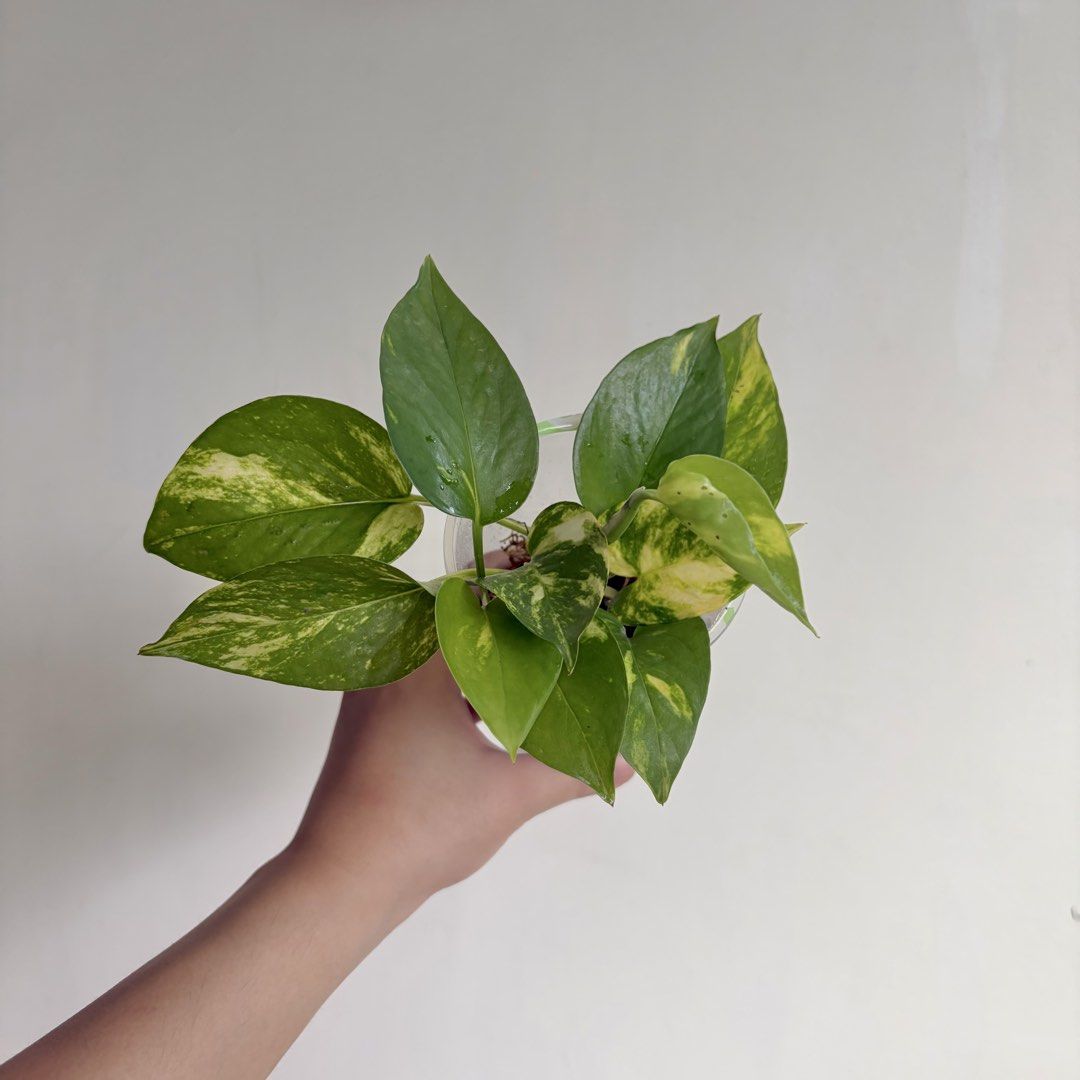 Golden Pothos - L (Category: Plants & Seeds) located in Makati City. Submitted by eggcloud (Listing ID 1467194739, Image 1). Description: 🌱 pls read before chat: - fixed price, but discount might be given if buying more from my shop - pic taken Oct 11 2026 - my own propagation, rooted and established in repurposed cup with holes - pls scroll uploaded pics showing all sides and possible angles - has good quality substrate: soil-less potting mix f