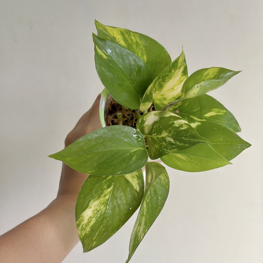 Golden Pothos - L (Category: Plants & Seeds) located in Makati City. Submitted by eggcloud (Listing ID 1467194739, Image 2). Description: 🌱 pls read before chat: - fixed price, but discount might be given if buying more from my shop - pic taken Oct 11 2026 - my own propagation, rooted and established in repurposed cup with holes - pls scroll uploaded pics showing all sides and possible angles - has good quality substrate: soil-less potting mix f