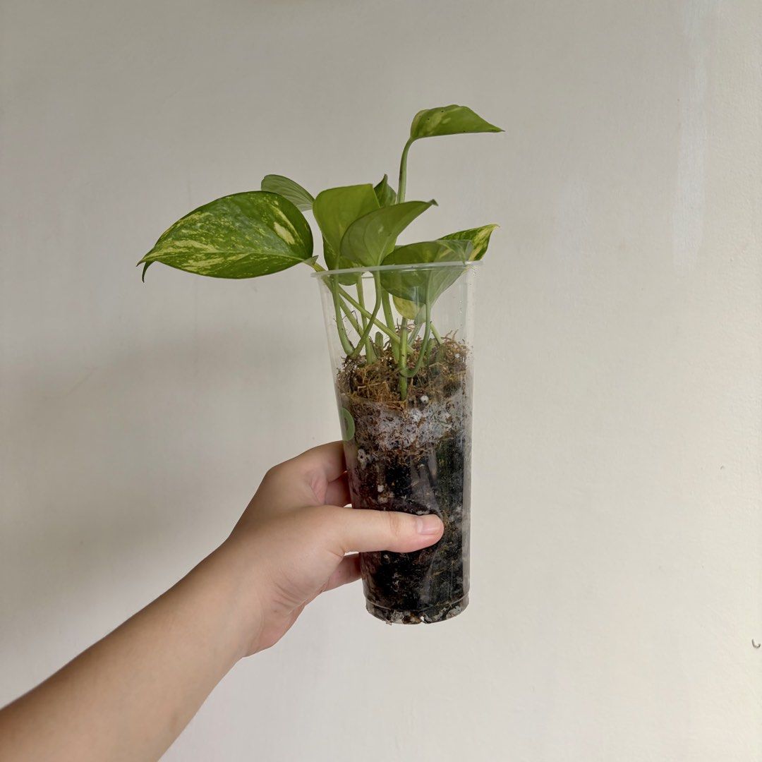Golden Pothos - L (Category: Plants & Seeds) located in Makati City. Submitted by eggcloud (Listing ID 1467194739, Image 3). Description: 🌱 pls read before chat: - fixed price, but discount might be given if buying more from my shop - pic taken Oct 11 2026 - my own propagation, rooted and established in repurposed cup with holes - pls scroll uploaded pics showing all sides and possible angles - has good quality substrate: soil-less potting mix f