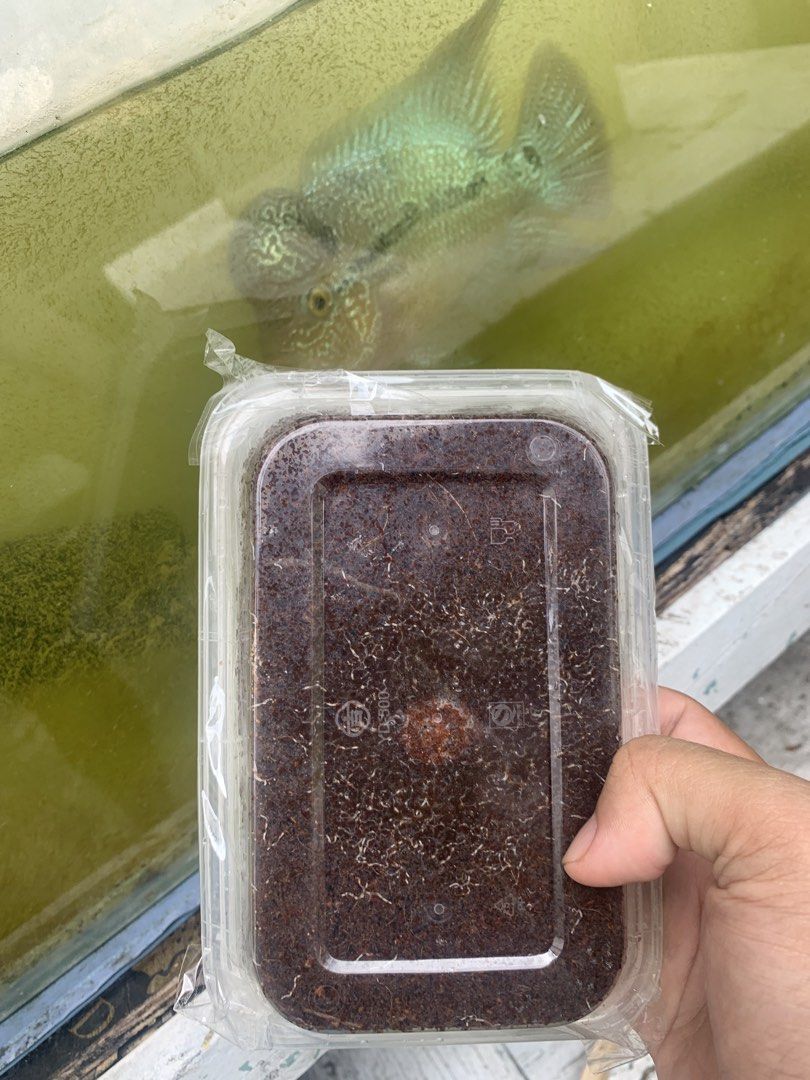 Grindal worms live fish food container (Category: Pet Food) located in Urdaneta. Submitted by minijea (Listing ID 1467295168, Image 1). Description: - Live Tubifex worms packaged in a clear plastic rectangular container with a secure lid - Premium nutrition source ideal for flowerhorn and other carnivorous aquarium fish - Portion size is clearly visible through the transparent top - Carefully and securely wrapped for delivery.