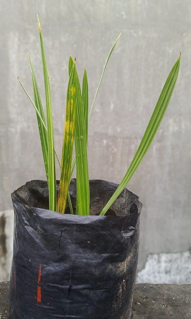 Live Israel Date Palm (Category: Plants & Seeds) located in Malabon City. Submitted by jfilac (Listing ID 1467179547, Image 1). Description: 4pcs Young tree planted in a plastic bag, easy to transfer on the soil. Grows around three (3) - four(4) months already, some have 3 leaves. The original seeds came from my sister who is working in Israel. Grab it now for pick-up..