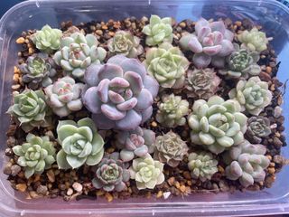(Category: ) located in . Submitted by qq_garden (Listing ID 1467310192, Image 1). Description: .