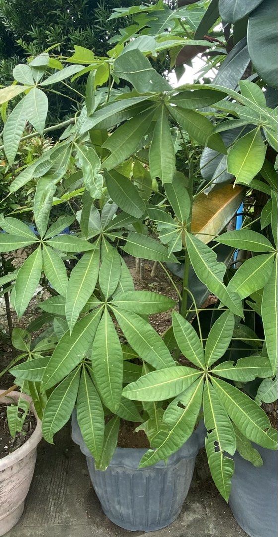 Money Tree Plant for sale (Category: Plants & Seeds) located in Santa Rosa. Submitted by annacollection.ph (Listing ID 1467249146, Image 1). Description: Buhay na buhay itong money tree plant Big pot 12m height Plant height 32m In 1 pot 2 money tree Shipping fee sagot po ni buyer Courier Lalamove Payment first thru GCash Msg me for interested! Thank you po .