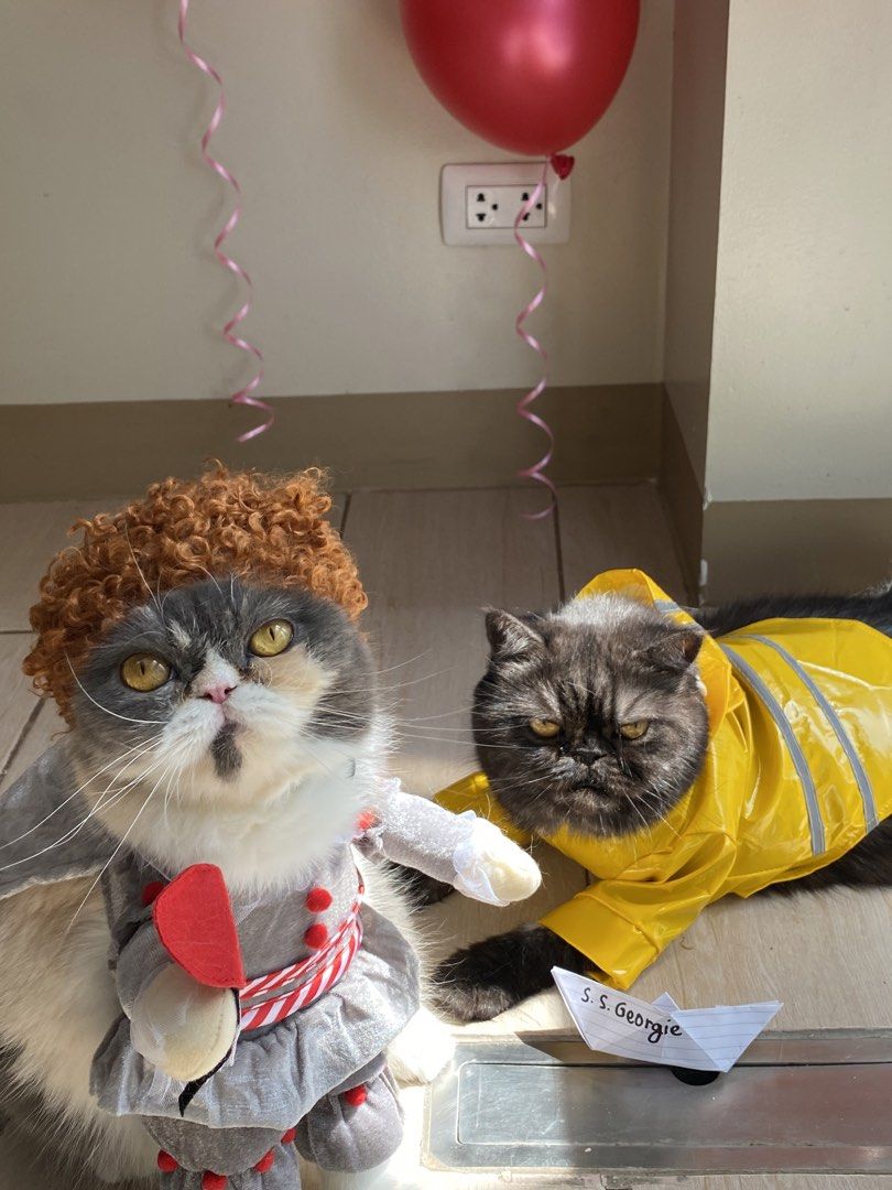 Pennywise Pet Costume (Category: Homes & Other Pet Accessories) located in Quezon City. Submitted by meowketplace (Listing ID 1467229218, Image 1). Description: Size: Small (Model is 4kg) Used for photos and videos only RFS: Decluttering.