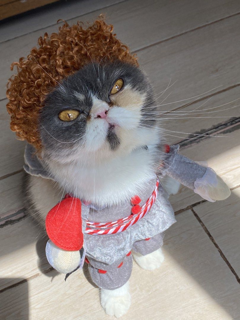 Pennywise Pet Costume (Category: Homes & Other Pet Accessories) located in Quezon City. Submitted by meowketplace (Listing ID 1467229218, Image 2). Description: Size: Small (Model is 4kg) Used for photos and videos only RFS: Decluttering.