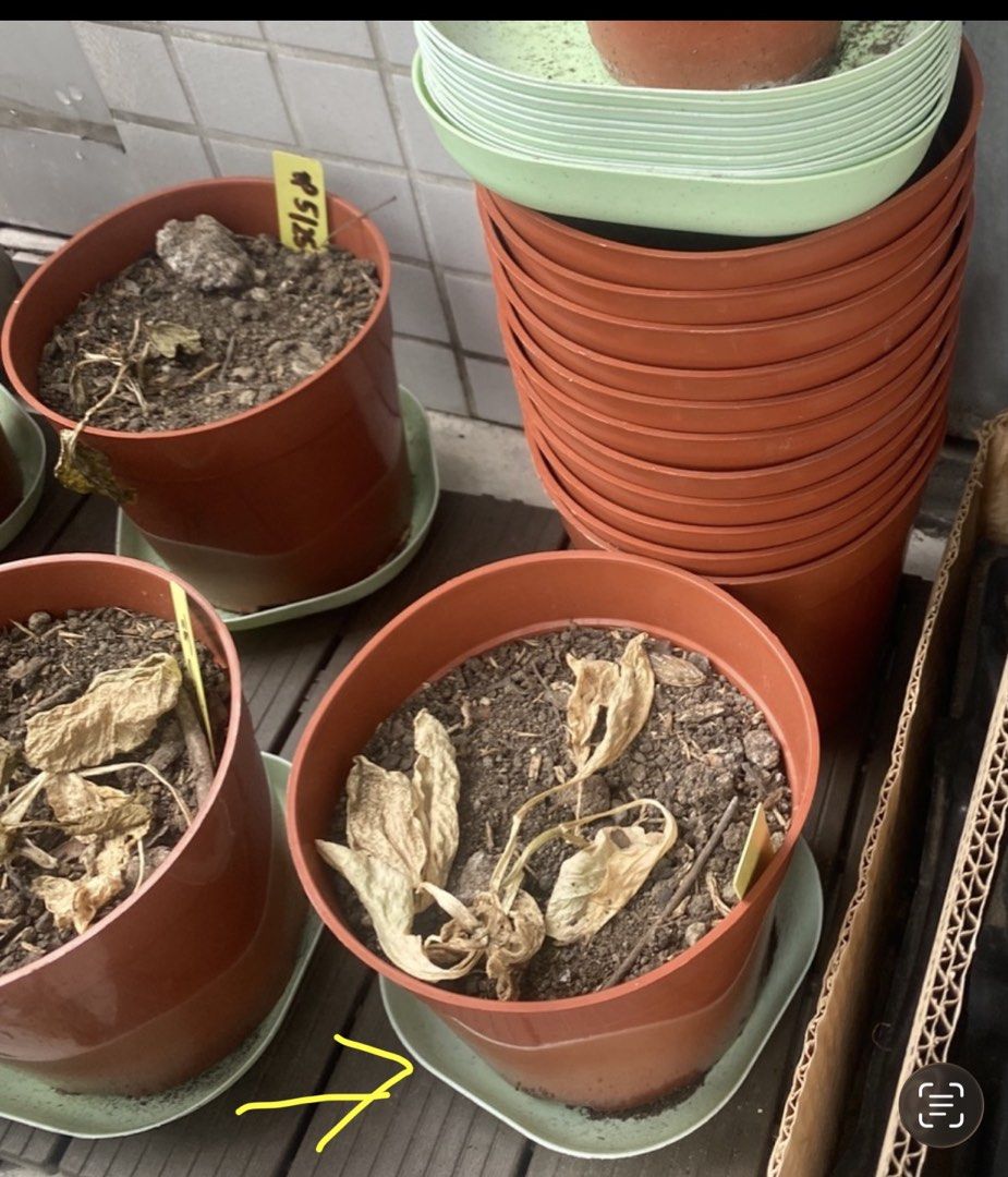 Plastic Plant Pots (Category: Pots & Planters) located in Makati City. Submitted by ann.declutter (Listing ID 1467209859, Image 1). Description: 30 pcs 14 x 13 (height) cm pots Pickup from Makati .