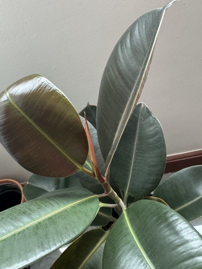 Rubber Plant in Grey Pot (Category: Plants & Seeds) located in Makati City. Submitted by marikpo (Listing ID 1467242806, Image 3). Description: - Plant: Ficus elastica with thick, glossy dark leaves and a fresh red sheath - Pot: Ecopot grey - Care: Easy to maintain; needs bright indirect light and watering only when dry - Placement: Ideal size for desks, shelves, or living room corners - Condition: Growing nicely and ready to display.