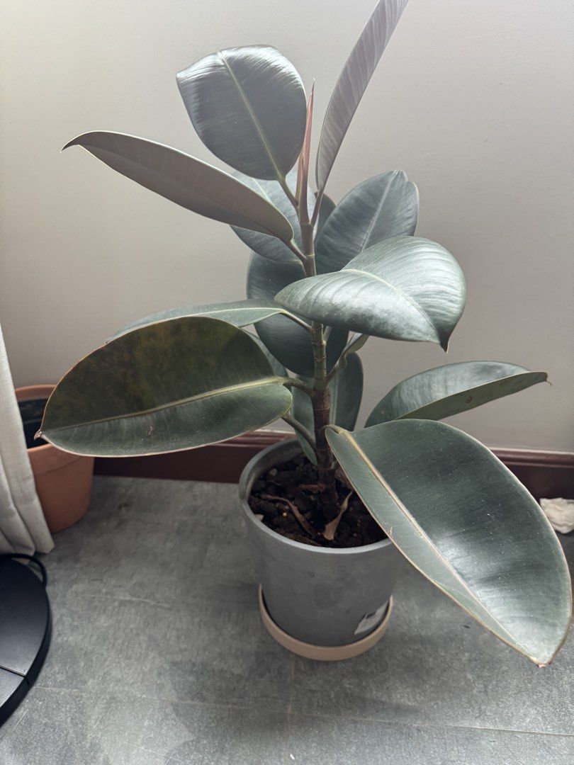 Rubber Plant in Grey Pot (Category: Plants & Seeds) located in Makati City. Submitted by marikpo (Listing ID 1467242806, Image 1). Description: - Plant: Ficus elastica with thick, glossy dark leaves and a fresh red sheath - Pot: Ecopot grey - Care: Easy to maintain; needs bright indirect light and watering only when dry - Placement: Ideal size for desks, shelves, or living room corners - Condition: Growing nicely and ready to display.