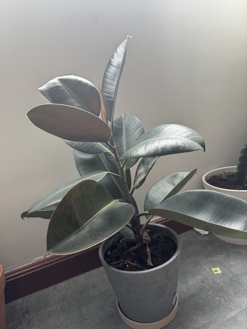 Rubber Plant in Grey Pot (Category: Plants & Seeds) located in Makati City. Submitted by marikpo (Listing ID 1467242806, Image 2). Description: - Plant: Ficus elastica with thick, glossy dark leaves and a fresh red sheath - Pot: Ecopot grey - Care: Easy to maintain; needs bright indirect light and watering only when dry - Placement: Ideal size for desks, shelves, or living room corners - Condition: Growing nicely and ready to display.