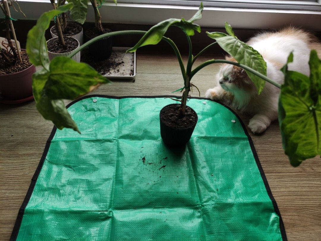 Syngonium podophyllum "Pixie" plant in nursery pot (Category: Plants & Seeds) located in Quezon City. Submitted by geloribz (Listing ID 1467197772, Image 2). Description: 4 for SALE! - Plant: Syngonium podophyllum "Pixie" Healthy Arrowhead with gorgeous green variegation and long stems - Pot: Comes in a black or white plastic nursery pot with an established root system. Already acclimated in Metro Manila environment. - Care Level: Very easy, perf