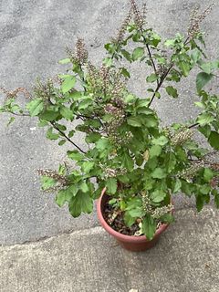 (Category: ) located in . Submitted by roseandplants (Listing ID 1467314110, Image 1). Description: .