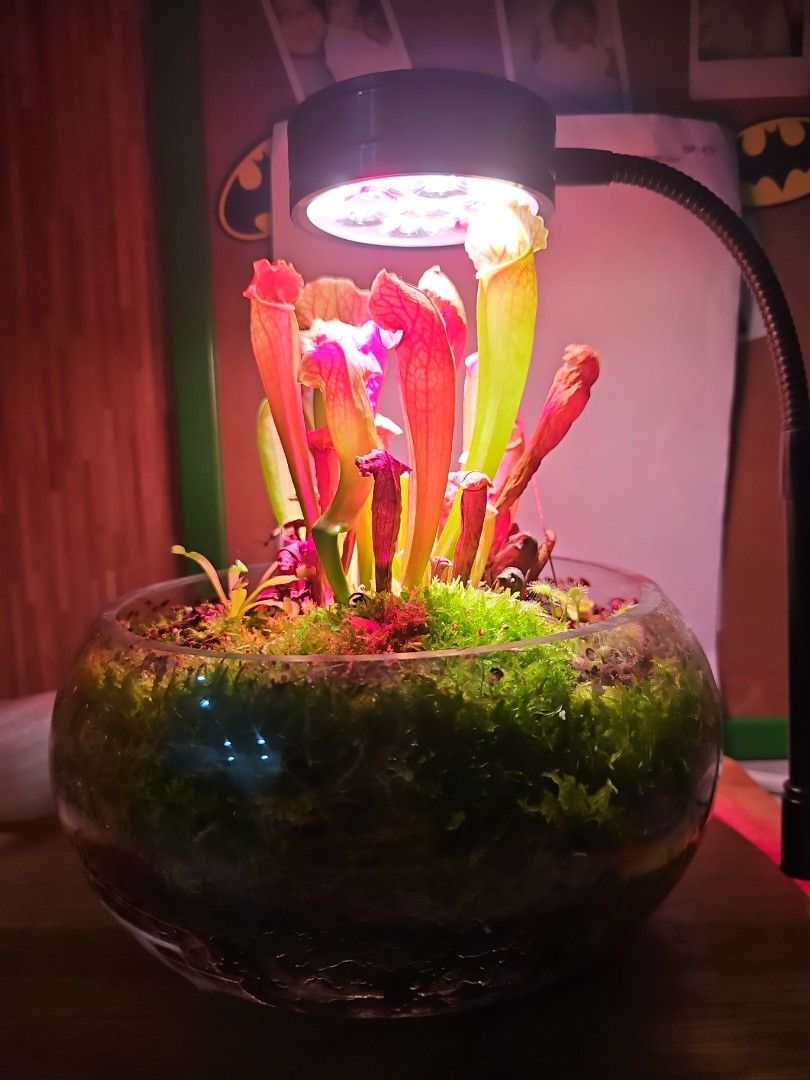 Venus flytrap with lighting (Category: Plants & Seeds) located in Singapore. Submitted by zendragon_f278f3 (Listing ID 1467301934, Image 1). Description: Bought and maintained for a year. As long as you give it 12hours of the light and some water, it will do very well. We travel overseas often so it's not ideal. .