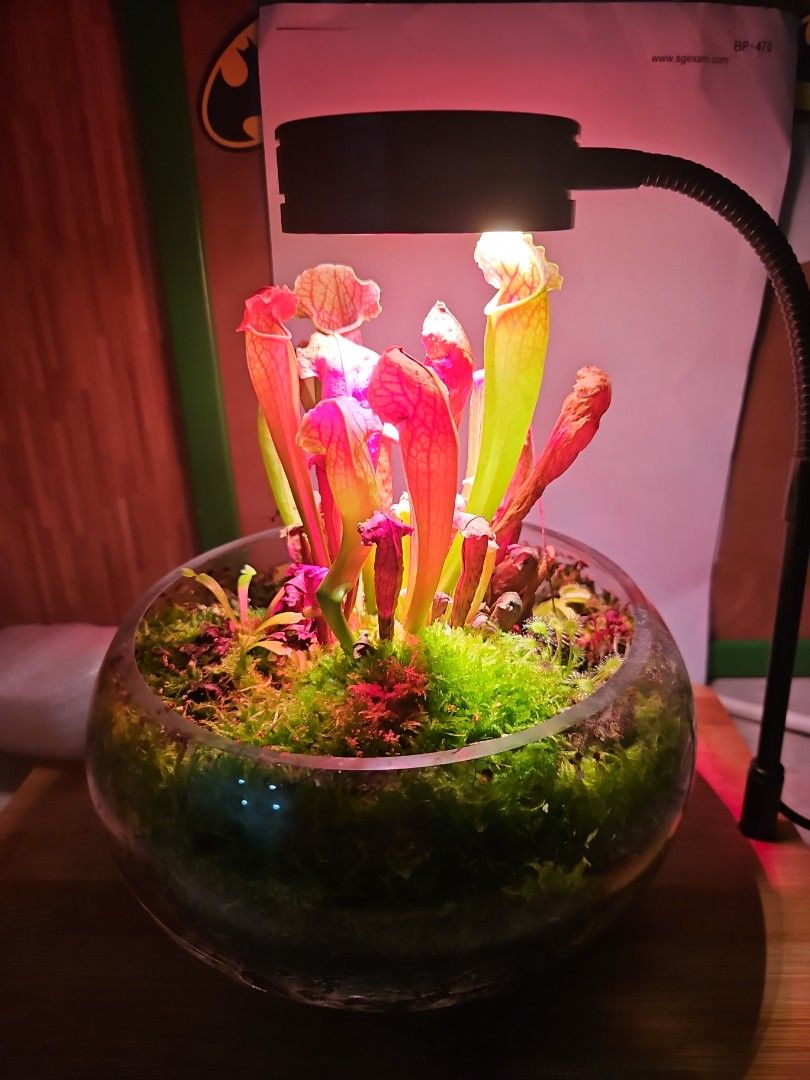 Venus flytrap with lighting (Category: Plants & Seeds) located in Singapore. Submitted by zendragon_f278f3 (Listing ID 1467301934, Image 2). Description: Bought and maintained for a year. As long as you give it 12hours of the light and some water, it will do very well. We travel overseas often so it's not ideal. .