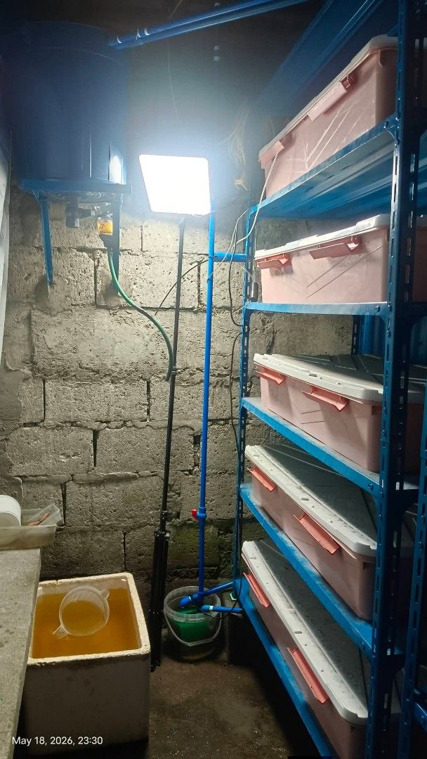 3 layers starter package & 10 layers tank setup with filtration (Category: Fishing) located in Bacoor. Submitted by jrbeton (Listing ID 1467418981, Image 3). Description: Ganito ang mga Setup namin, gumagawa kame ng 3 layers for beginners at gumagawa din kme ng 10 Tanks 5 layers with Filtration na po yan. kahit madami kaya namin gumawa tara usap tayo. Advantages: Matipid sa Space, Vertical Layers Setup, Secured na may takip, di makakalabas or mak