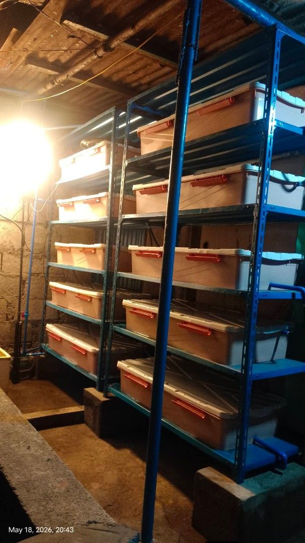 3 layers starter package & 10 layers tank setup with filtration (Category: Fishing) located in Bacoor. Submitted by jrbeton (Listing ID 1467418981, Image 2). Description: Ganito ang mga Setup namin, gumagawa kame ng 3 layers for beginners at gumagawa din kme ng 10 Tanks 5 layers with Filtration na po yan. kahit madami kaya namin gumawa tara usap tayo. Advantages: Matipid sa Space, Vertical Layers Setup, Secured na may takip, di makakalabas or mak