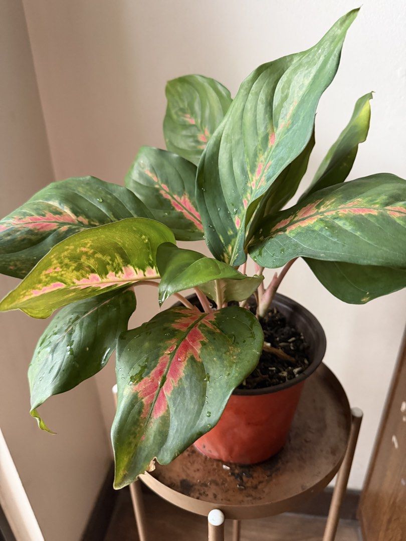 🪴Aglaonema (Category: Plants & Seeds) located in Paranaque City. Submitted by nannysgarden (Listing ID 1467367378, Image 3). Description: 🍀🌸🌺🍃 Payment first before shipping /pickup MOP via GCash Delivery via Grab /lalamove Delivery fee care of Buyer.