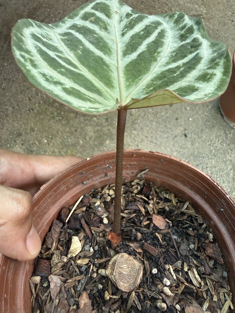 Anthurium RedCrystallinum x SilverBlush (Category: Plants & Seeds) located in Iba. Submitted by esaucolorado (Listing ID 1467510913, Image 2). Description: Anthurium RedCrystallinum x SilverBlush Available for bus shipping via Victory Liner Drop and Go.