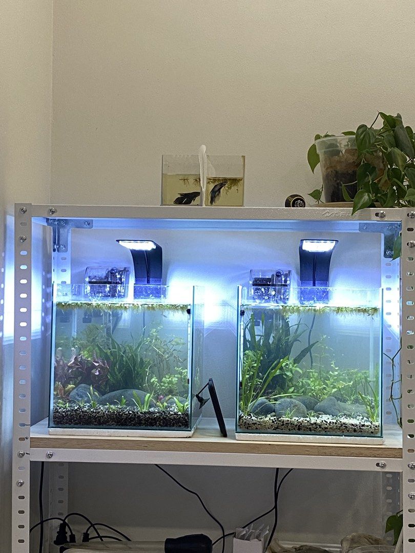 Aquarium set (READ DESCRIPTION!!) (Category: Homes & Other Pet Accessories) located in Manila. Submitted by trufflepasta_ (Listing ID 1467418632, Image 1). Description: Includes: 2 pcs 10x10x10 fish tanks (no fish/plants) 2 pcs lights 2pcs hang on back filter Betta tank Dechlorinator Methylene blue Porpoise Nitrifying bacteria Porpoise Safe start Liquid carbon fertilizer Macro nutrient fertilizer Micro nutrient fertilizer Fish food assorted Metal