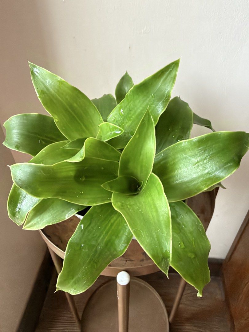 🪴Basket Plant (A) (Category: Plants & Seeds) located in Paranaque City. Submitted by nannysgarden (Listing ID 1465053678, Image 1). Description: 🍀🌸🌺🍃 Payment first before shipping /pickup MOP via GCash Delivery via Grab /lalamove Delivery fee care of Buyer.