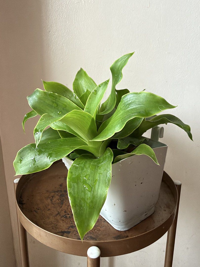 🪴Basket Plant (A) (Category: Plants & Seeds) located in Paranaque City. Submitted by nannysgarden (Listing ID 1465053678, Image 2). Description: 🍀🌸🌺🍃 Payment first before shipping /pickup MOP via GCash Delivery via Grab /lalamove Delivery fee care of Buyer.