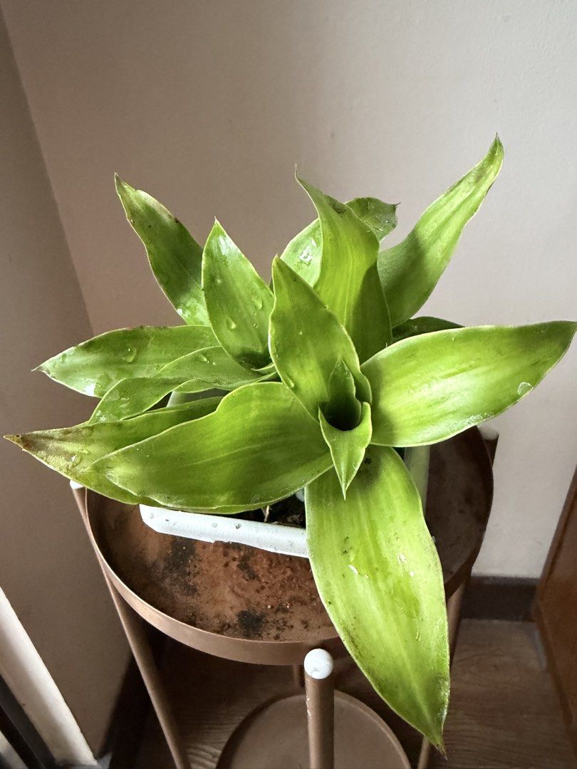 🪴Basket Plant (C) (Category: Plants & Seeds) located in Paranaque City. Submitted by nannysgarden (Listing ID 1467367641, Image 2). Description: 🍀🌸🌺🍃 Payment first before shipping /pickup MOP via GCash Delivery via Grab /lalamove Delivery fee care of Buyer.