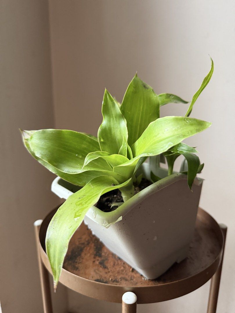 🪴Basket Plant (C) (Category: Plants & Seeds) located in Paranaque City. Submitted by nannysgarden (Listing ID 1467367641, Image 3). Description: 🍀🌸🌺🍃 Payment first before shipping /pickup MOP via GCash Delivery via Grab /lalamove Delivery fee care of Buyer.